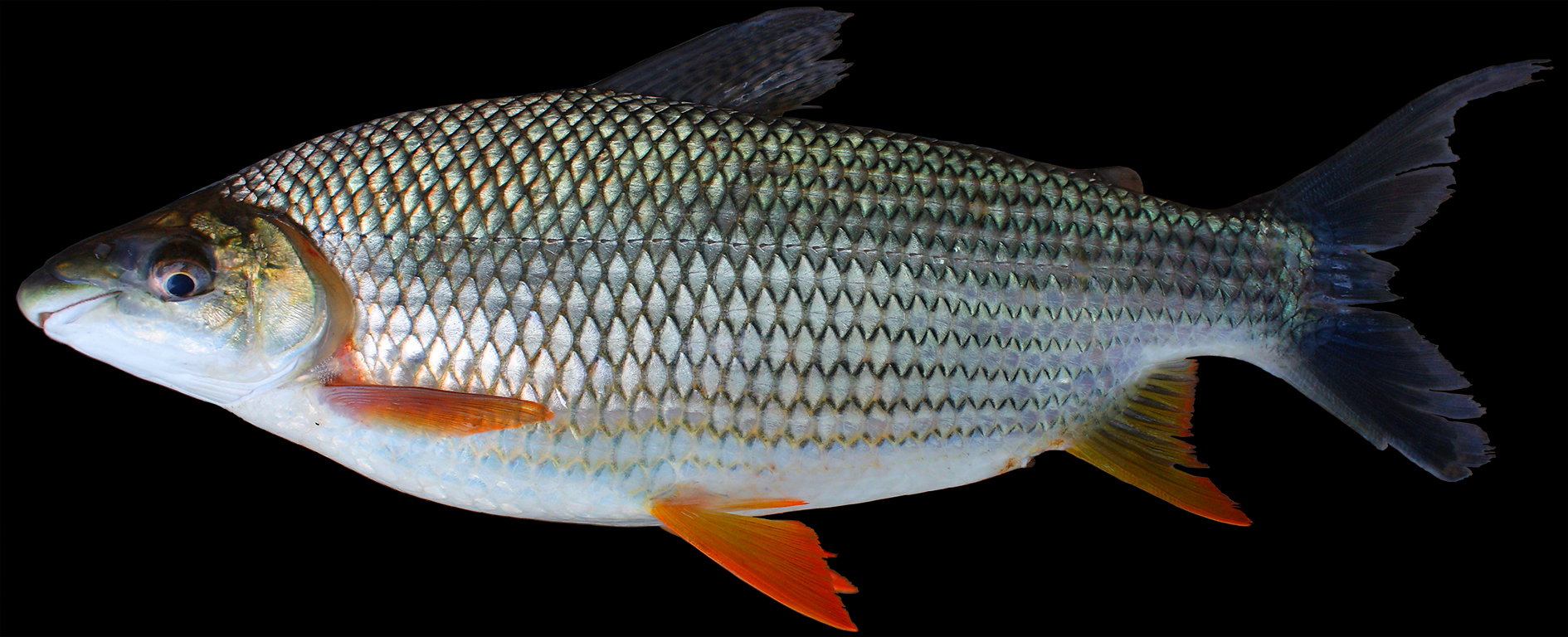 Prochilodus costatus