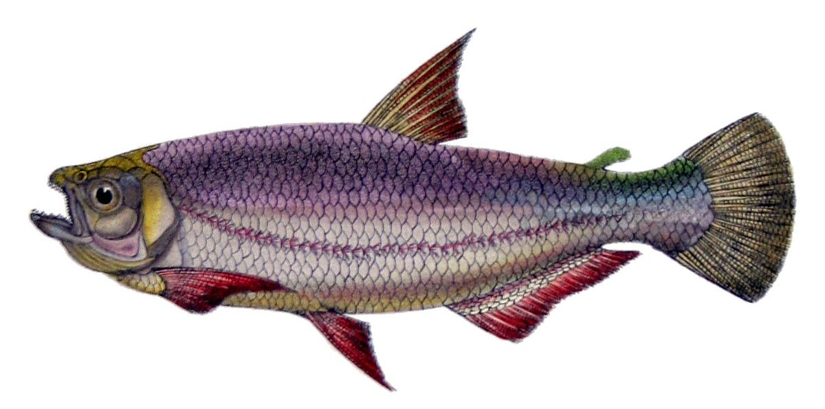 Bryconinae